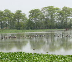 Surajpur Wetland - Natural Forest